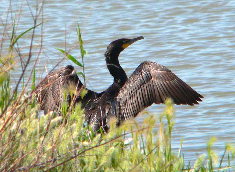 Loons, Grebes, Cormorants, Auks